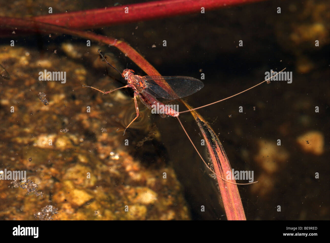 Dusky yellowstreak mayfly (Heptagenia lateralis : Heptageniidae), female landing to lay eggs on surface of stream uk Stock Photo