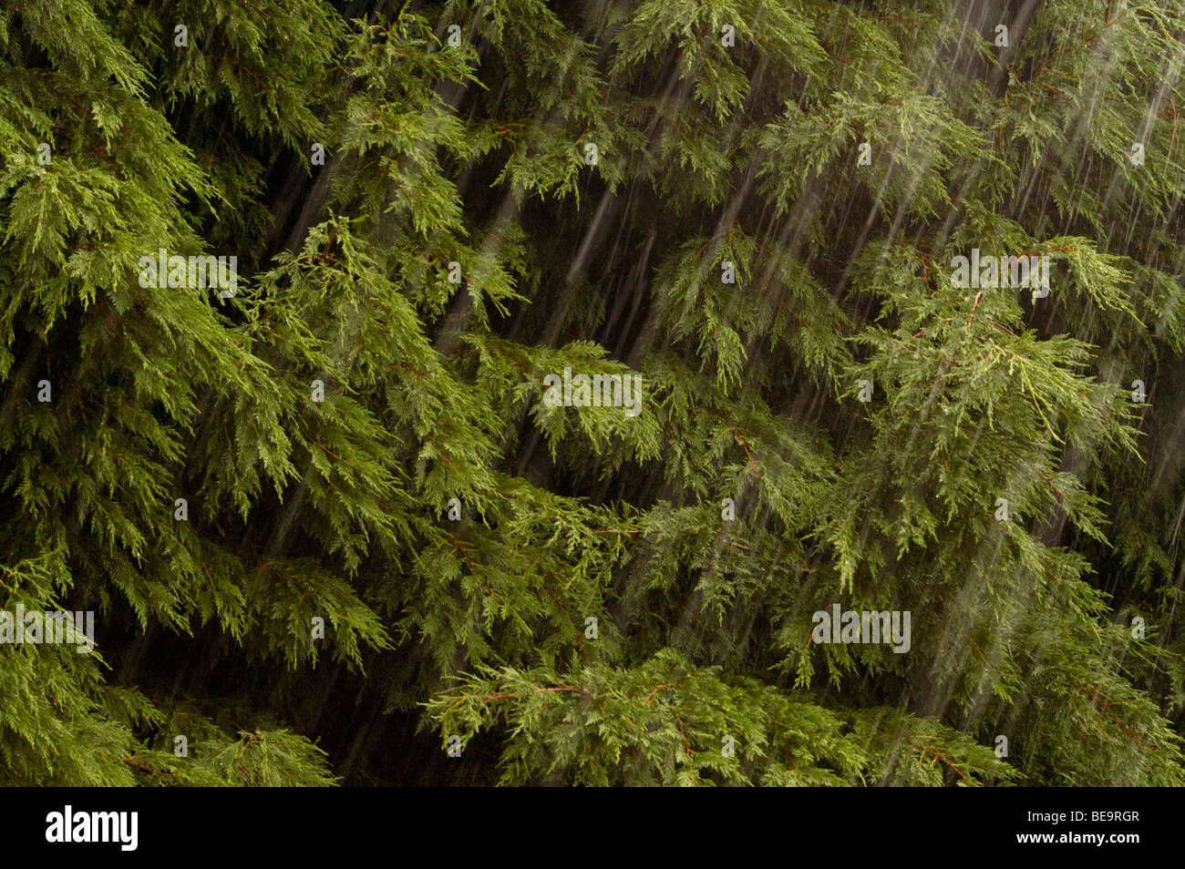 Stair rods hires stock photography and images Alamy