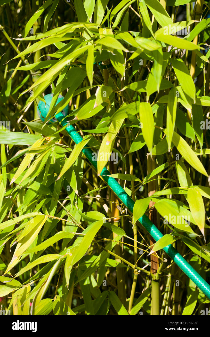 detail close up image of garden hose watering bamboo Stock Photo