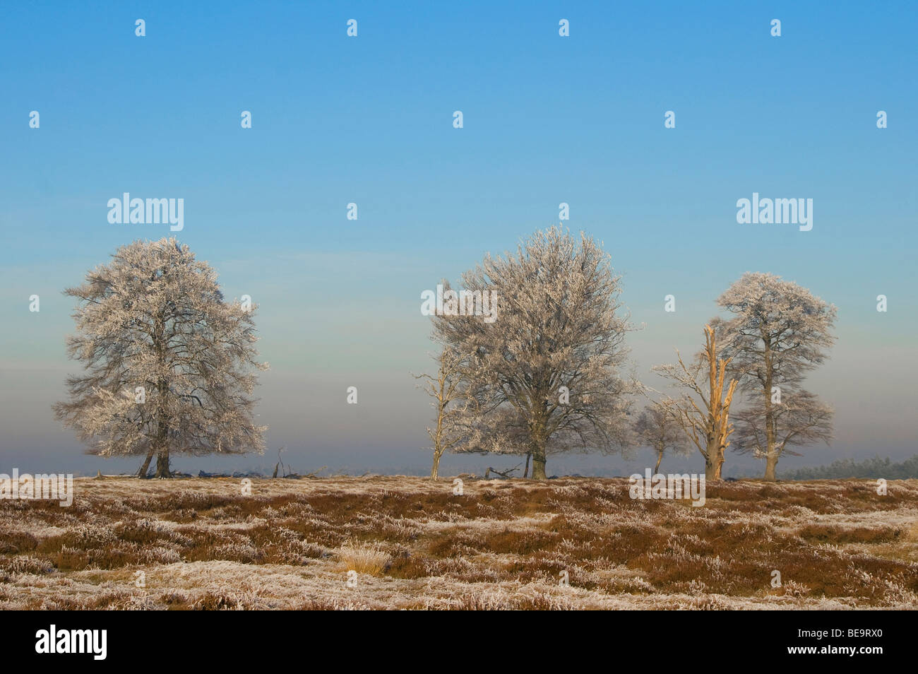 Berijpte beukenbomen in het Nationaal Park Hoge Veluwe; Stock Photo