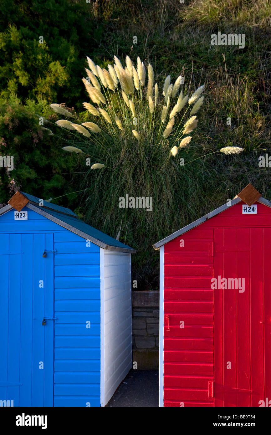 Pampas grass growing between beach huts at Seaton, Devon Stock Photo