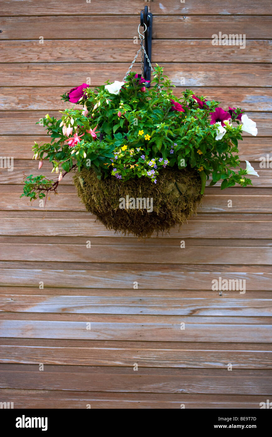 hanging basket of flowers on wooden wall Stock Photo