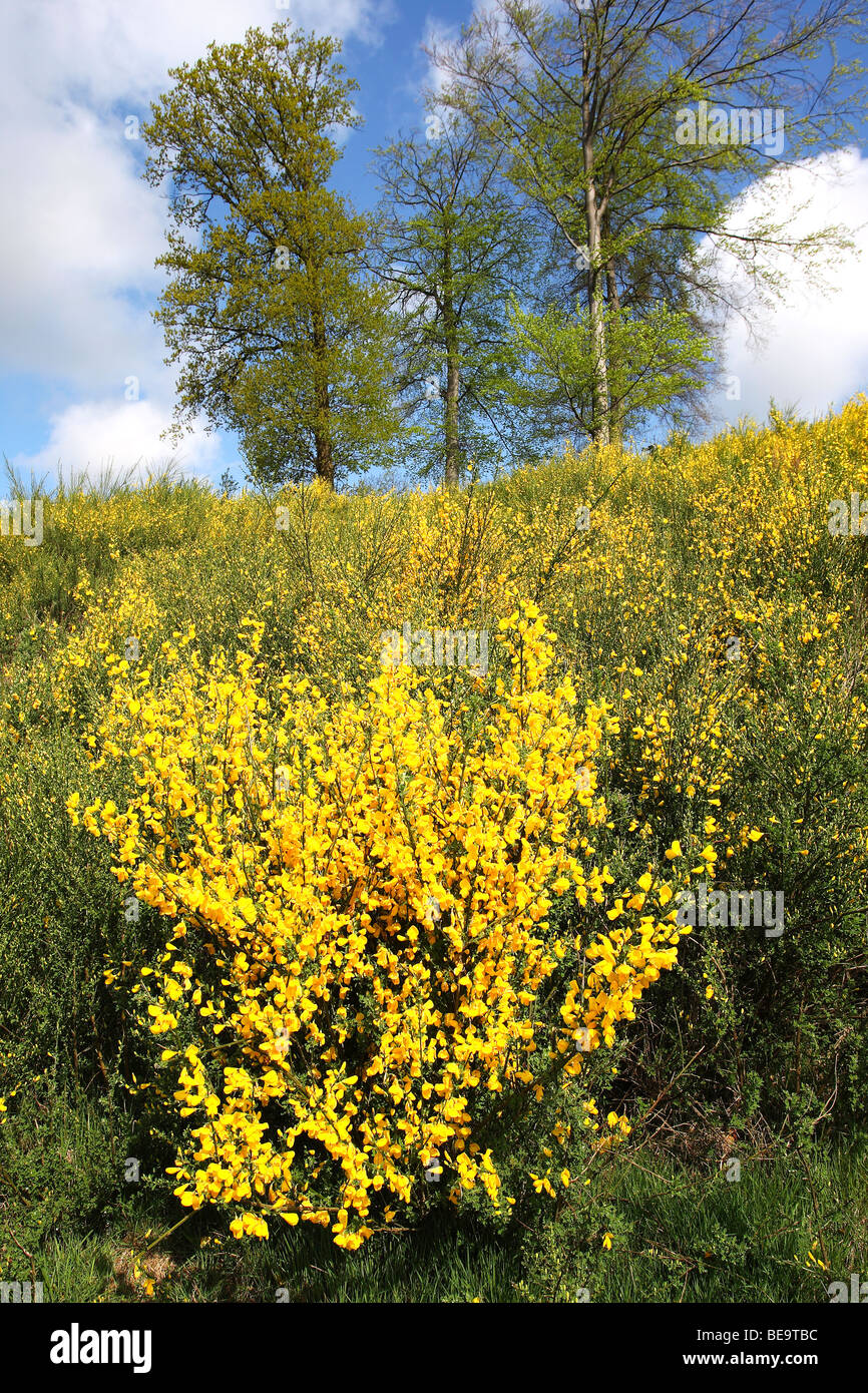 Brem (Cytisus scoparius), Belgium Link broom flower (Cytisus scoparius),  Belgium Stock Photo - Alamy