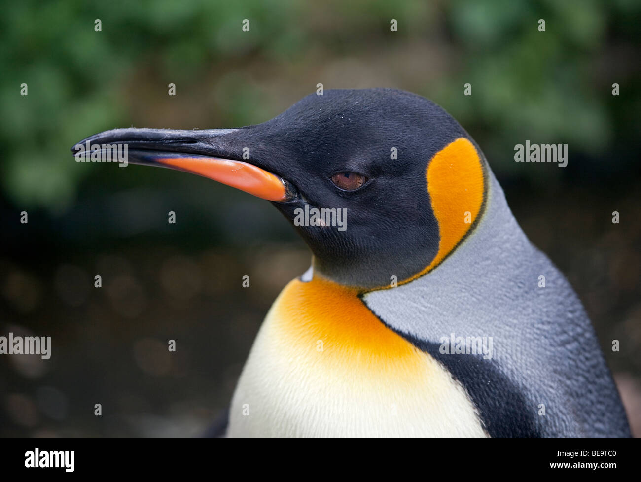 King Penguin (aptenodytes patagonicus) Stock Photo