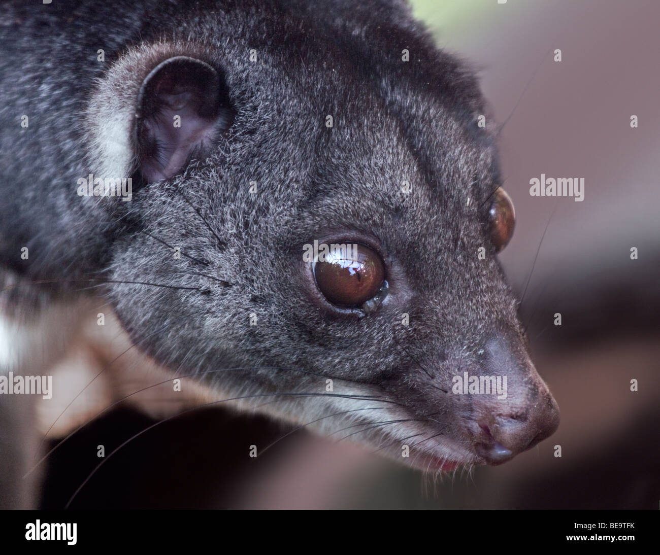 Ground Cuscus (phalanger gymnotis Stock Photo Alamy
