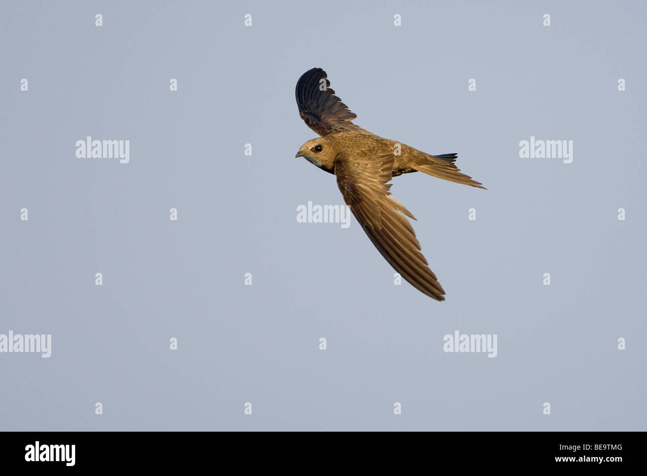 Flying insects hi-res stock photography and images - Alamy