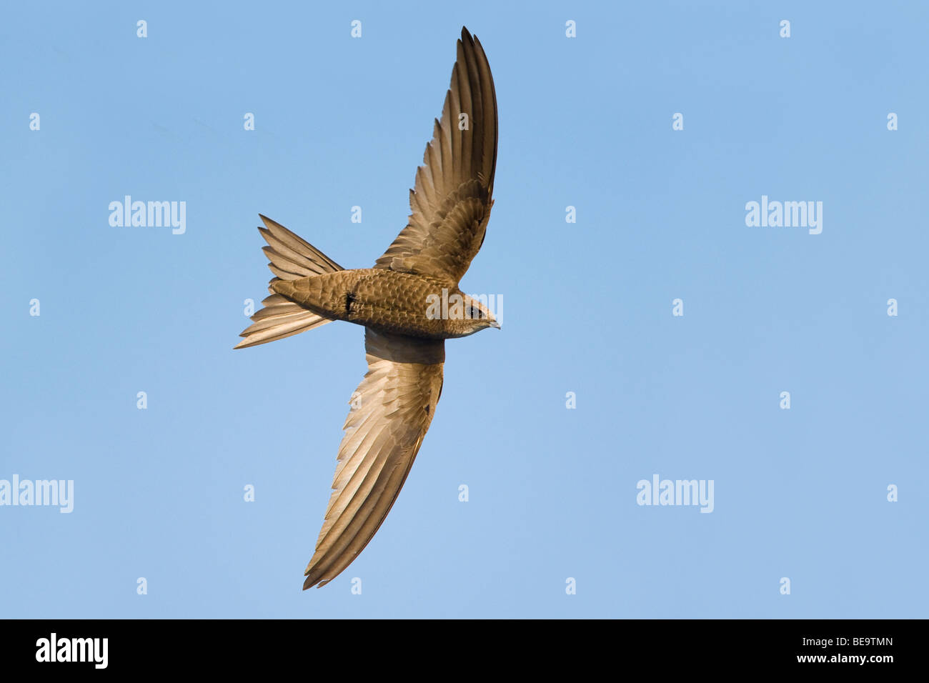 Flying insects hi-res stock photography and images - Alamy