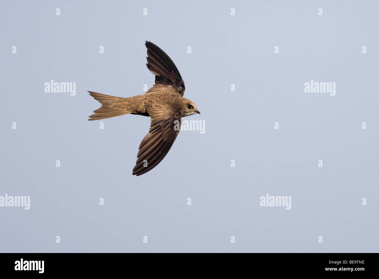 Flying insects hi-res stock photography and images - Alamy