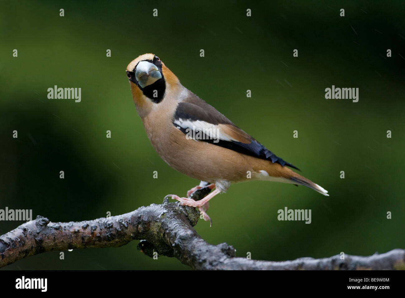 Appelvink; Hawfinch Stock Photo