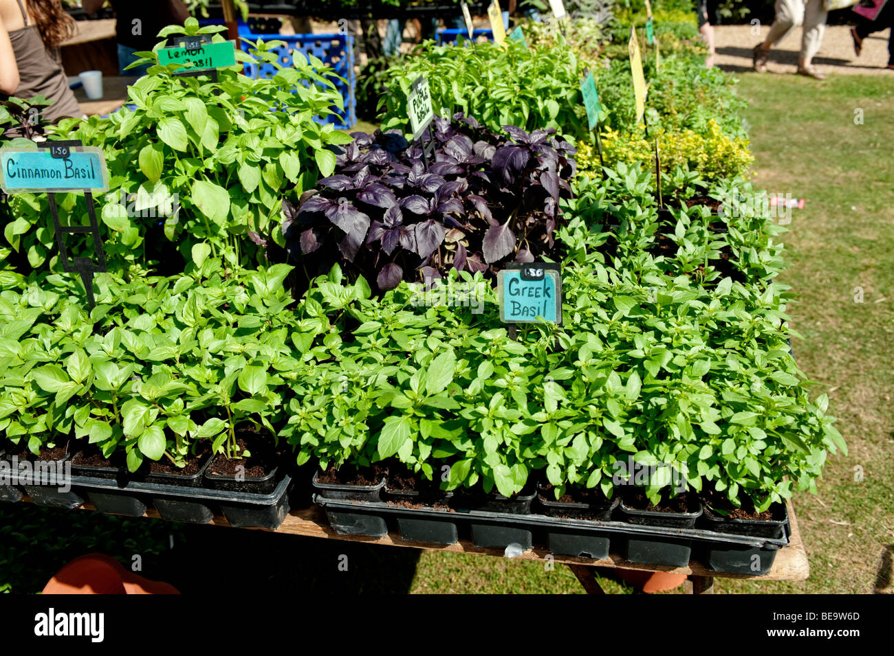 Fresh herbs for sale on a stall Stock Photo Alamy