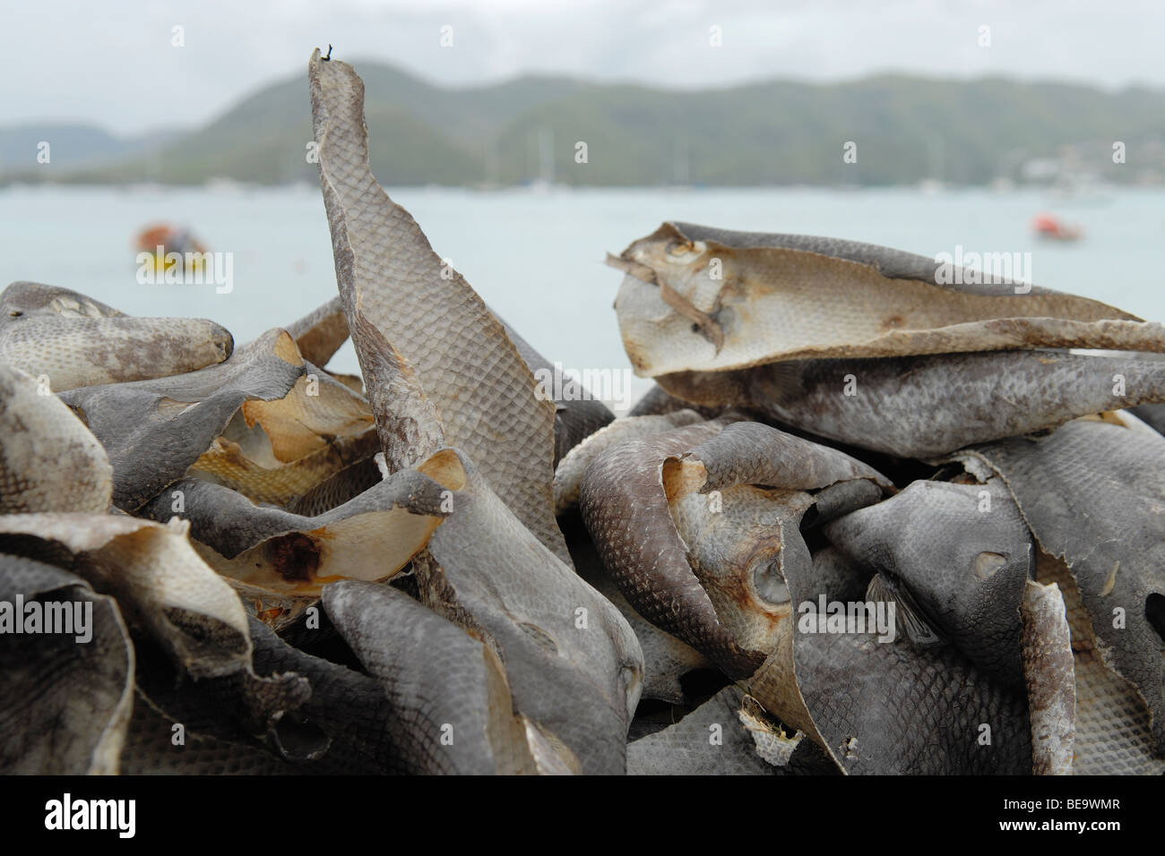 Heap of dry fish skins, Sainte Anne, Martinique Stock Photo Alamy