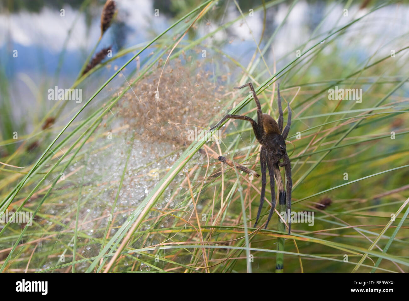 Fen Raft spider, great raft spider is protecting his offspring at the edge of a fen Stock Photo