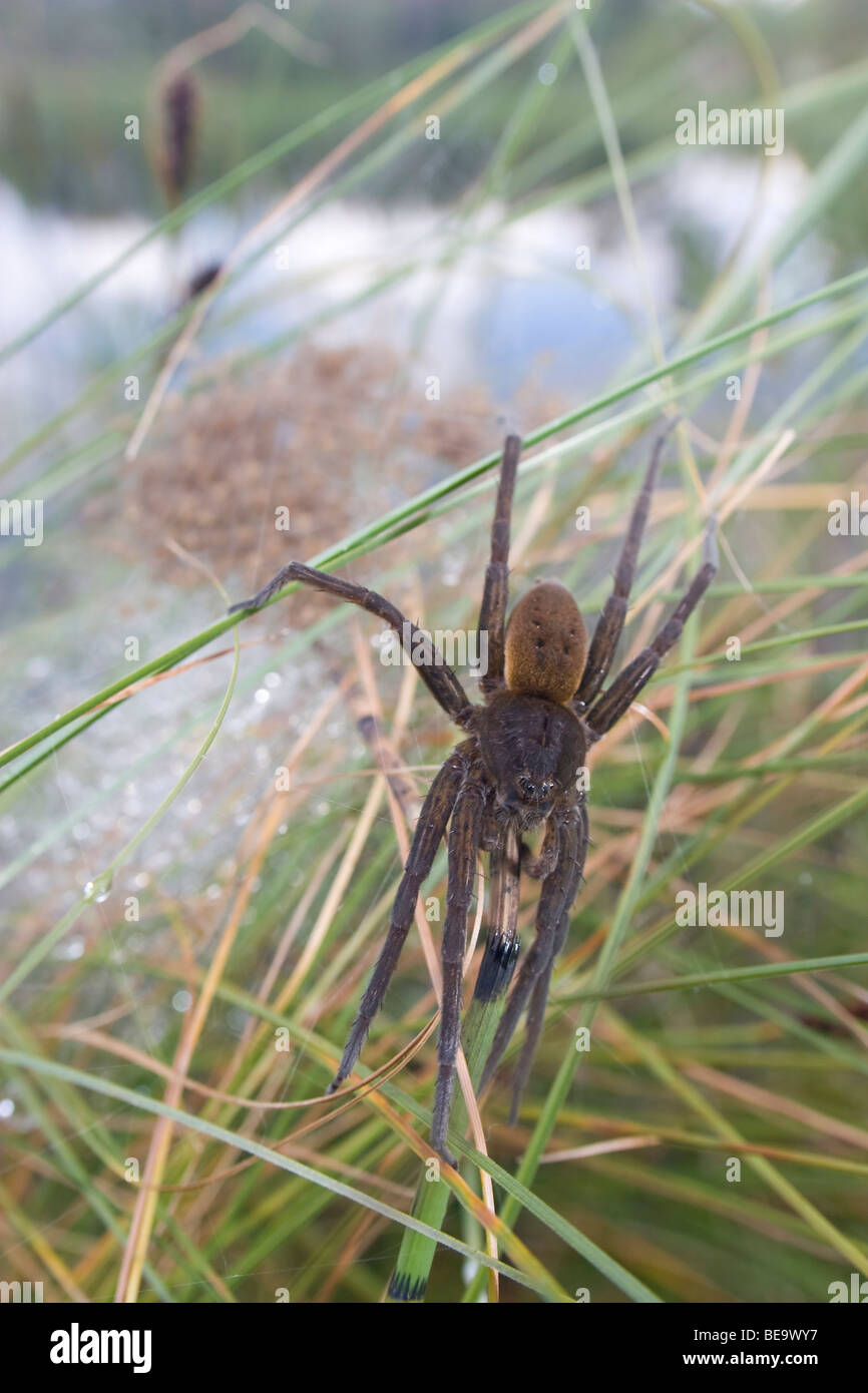 great raft spider is protecting his offspring at the edge of a fen Stock Photo