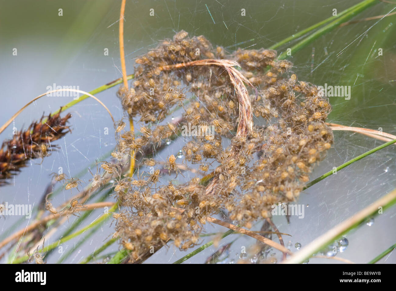 Fen Raft spider, great raft spider is protecting his offspring at the edge of a fen Stock Photo