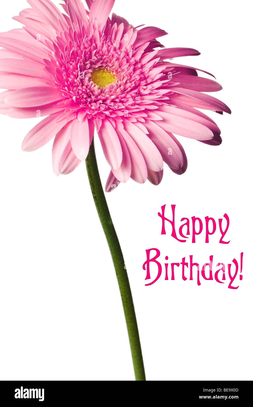 pink daisy isolated on a pure white background Stock Photo