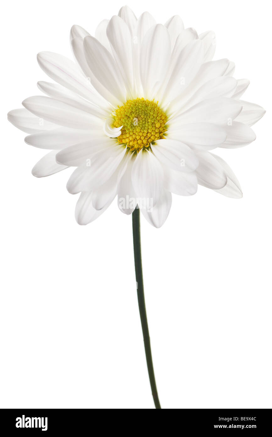 daisy isolated on a pure white background Stock Photo