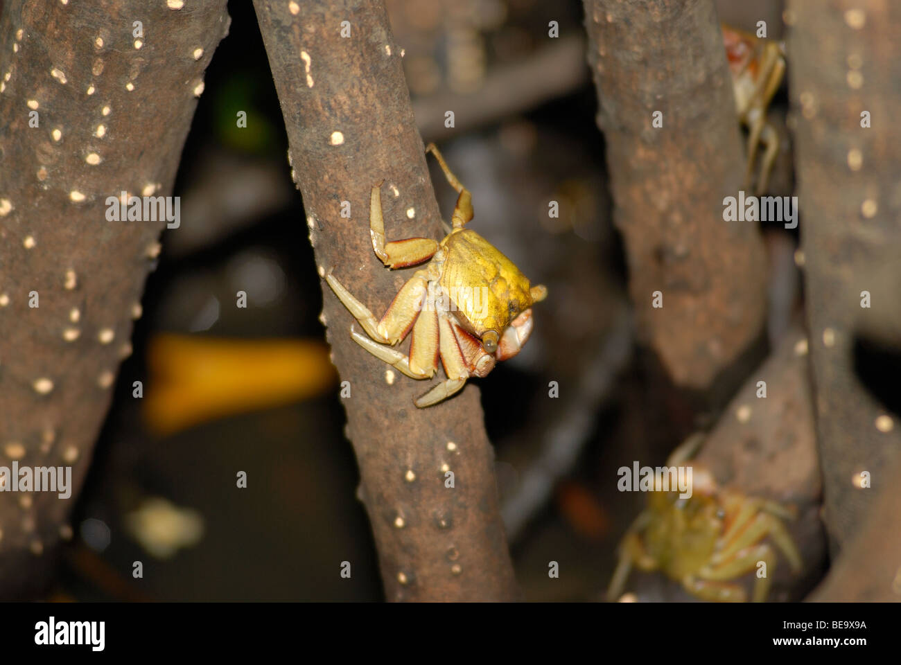 Land crab in the mangrove in Martinique island Stock Photo - Alamy, image size:1300x960