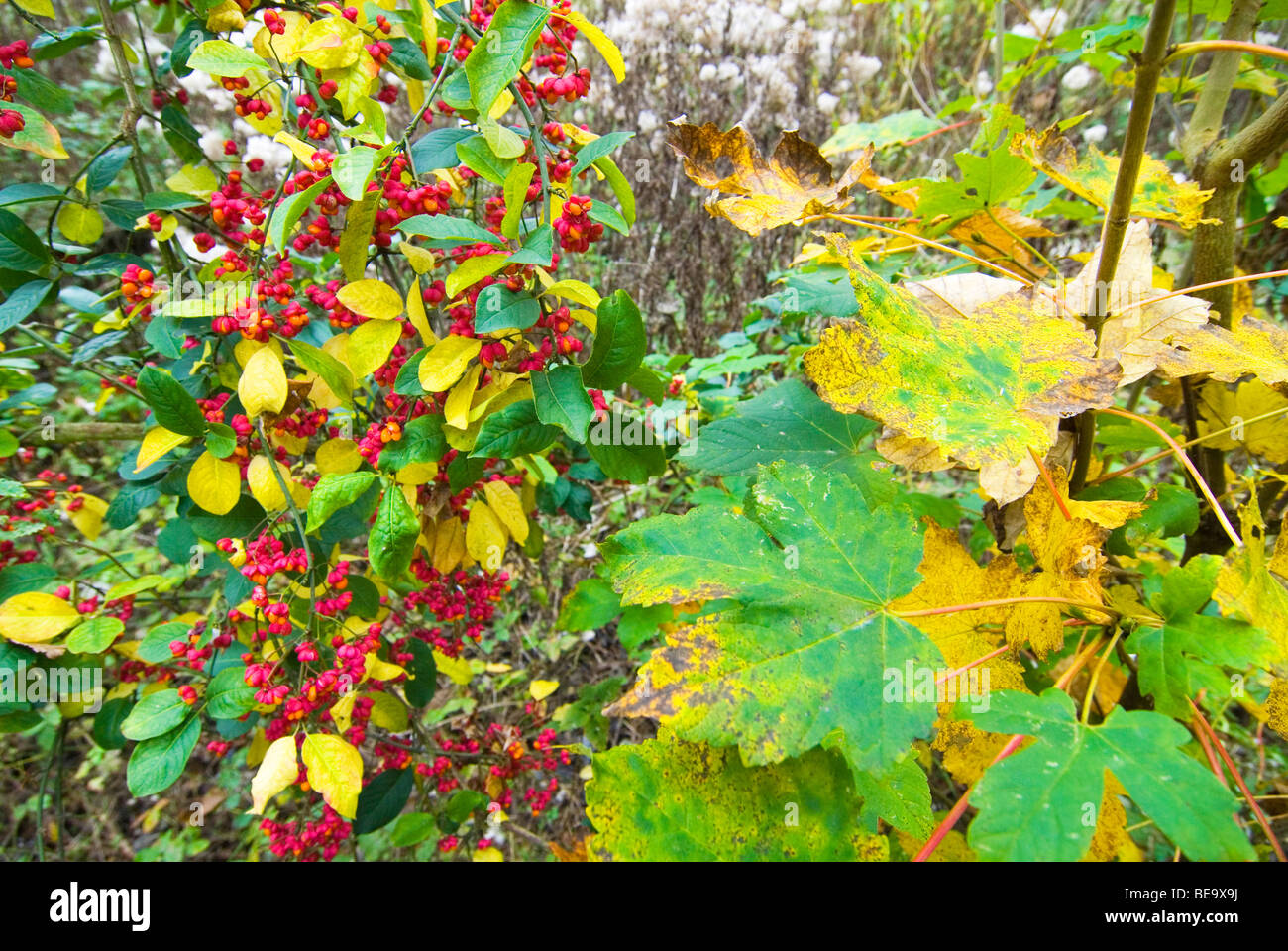 wilde kardinaalsmuts in herfstig duinstruweel; european spindle in dune thicket with autumn colours Stock Photo