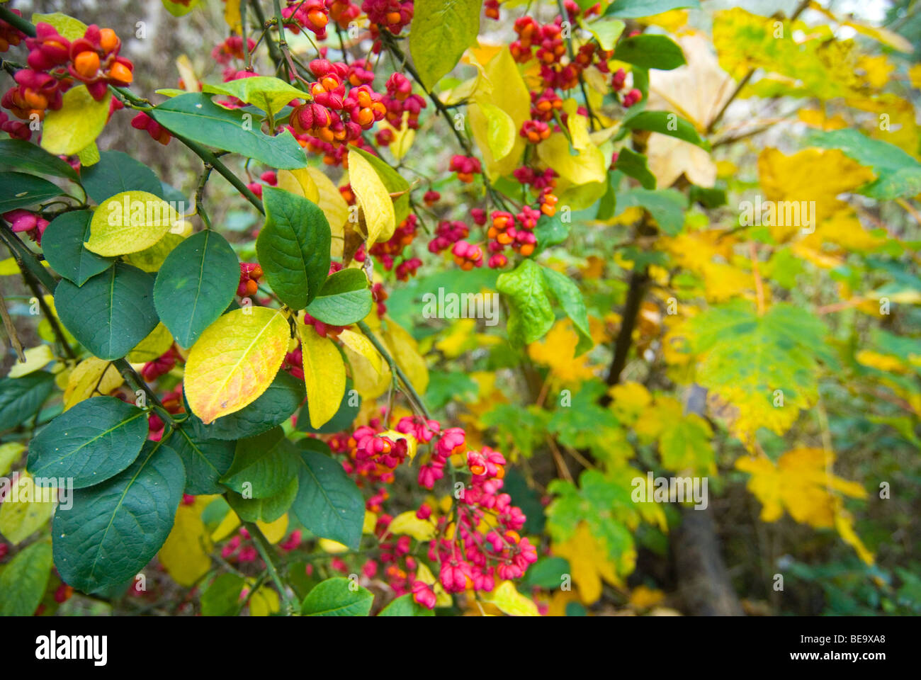 european spindle in dune thicket with autumn colours Stock Photo