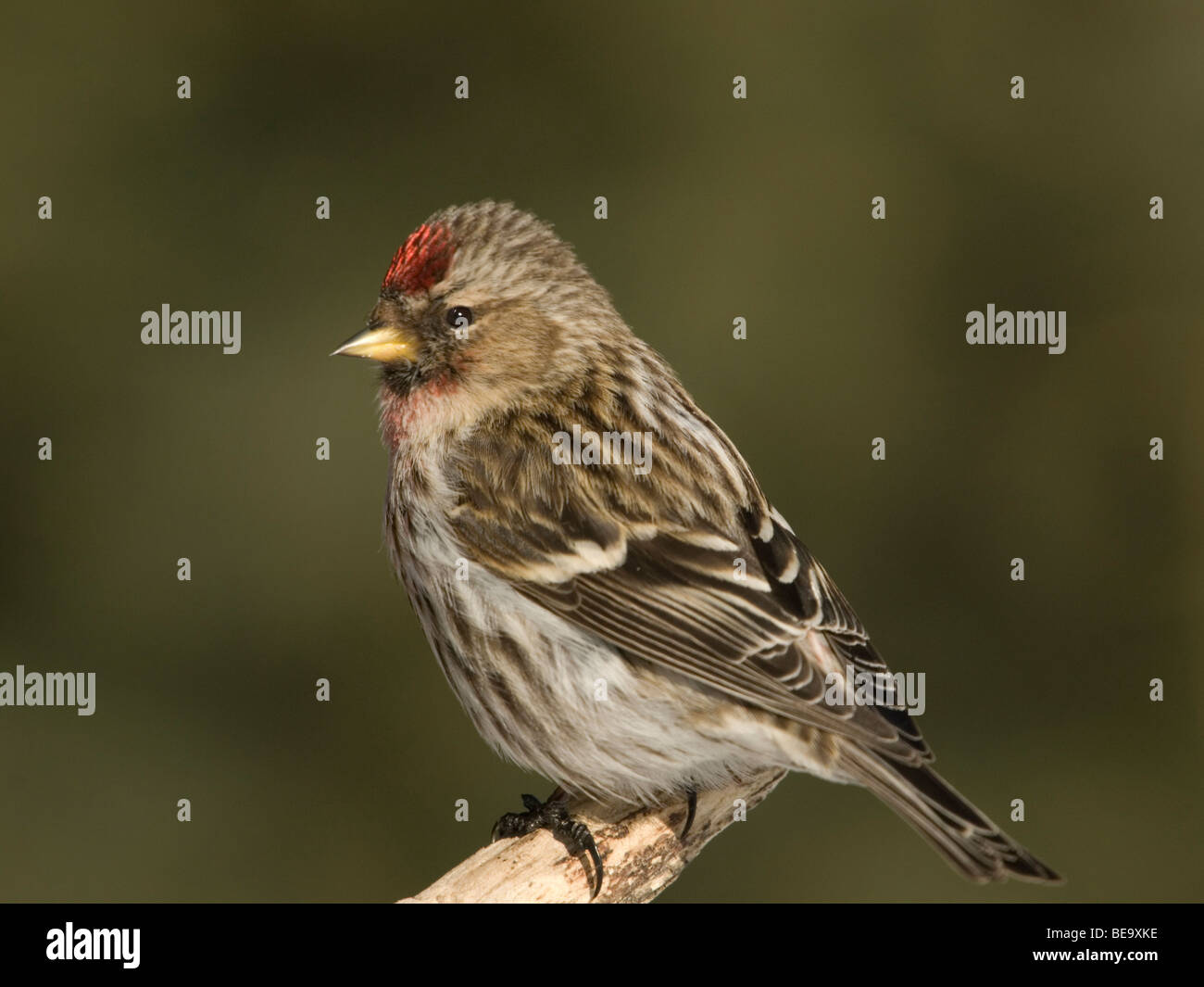 Een Grote Barmsijs zittend op een tak,A Mealy Redpoll sitting on a branch. Stock Photo