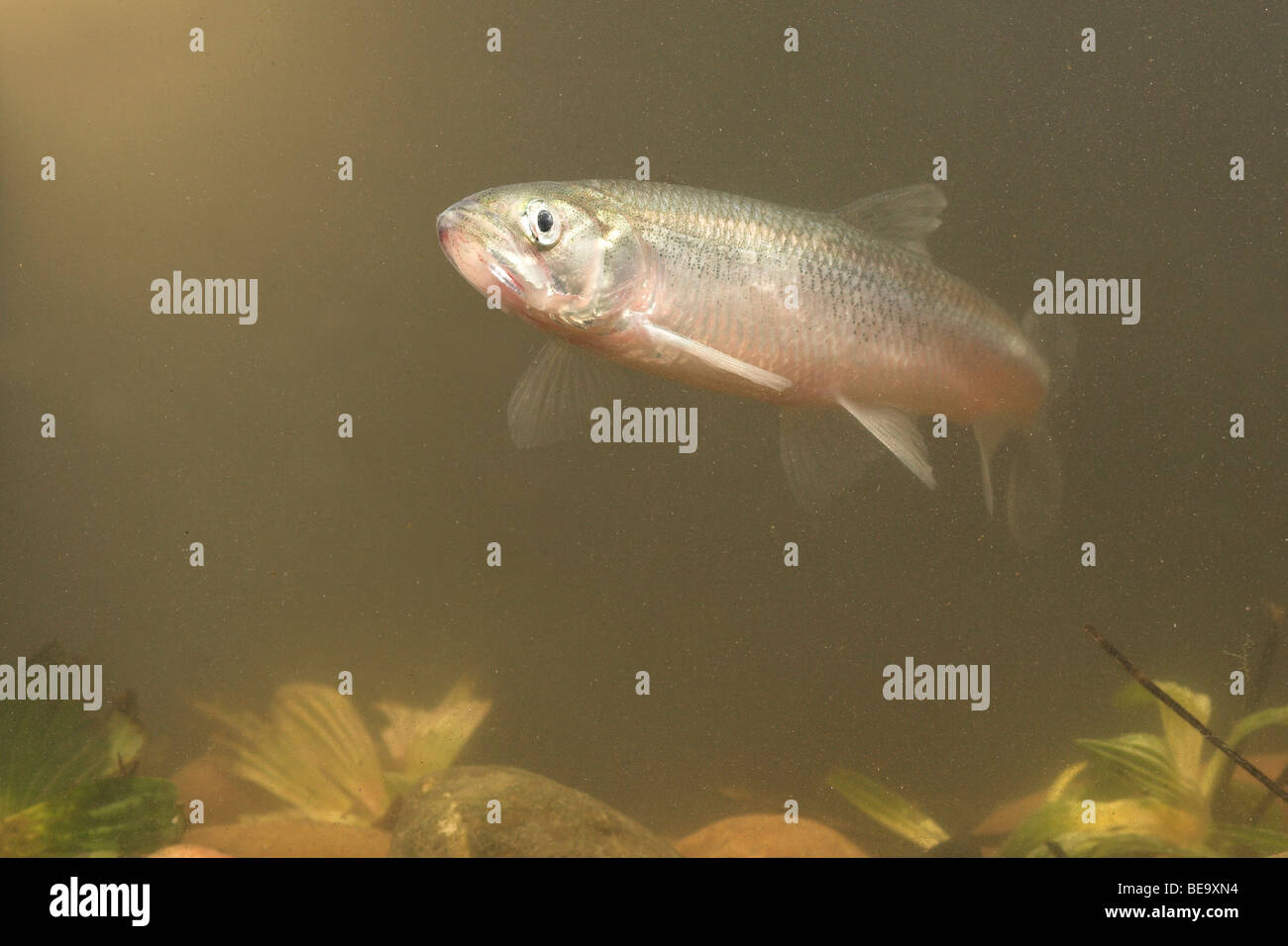 photo of an anadromous European smelt swimming above a bottom of rocks and some plants Stock Photo