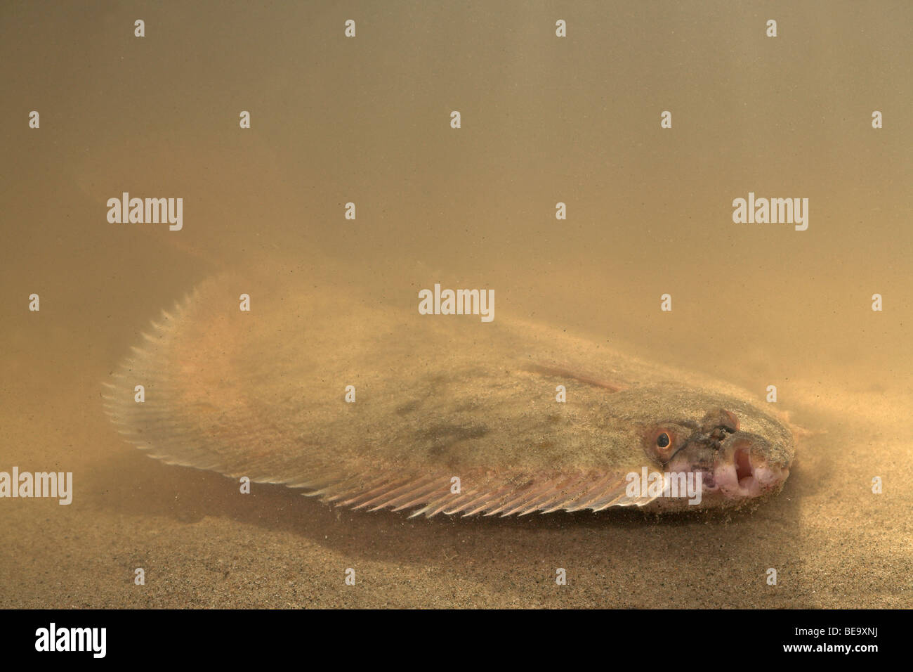 photo of a flounder just above the bottom Stock Photo