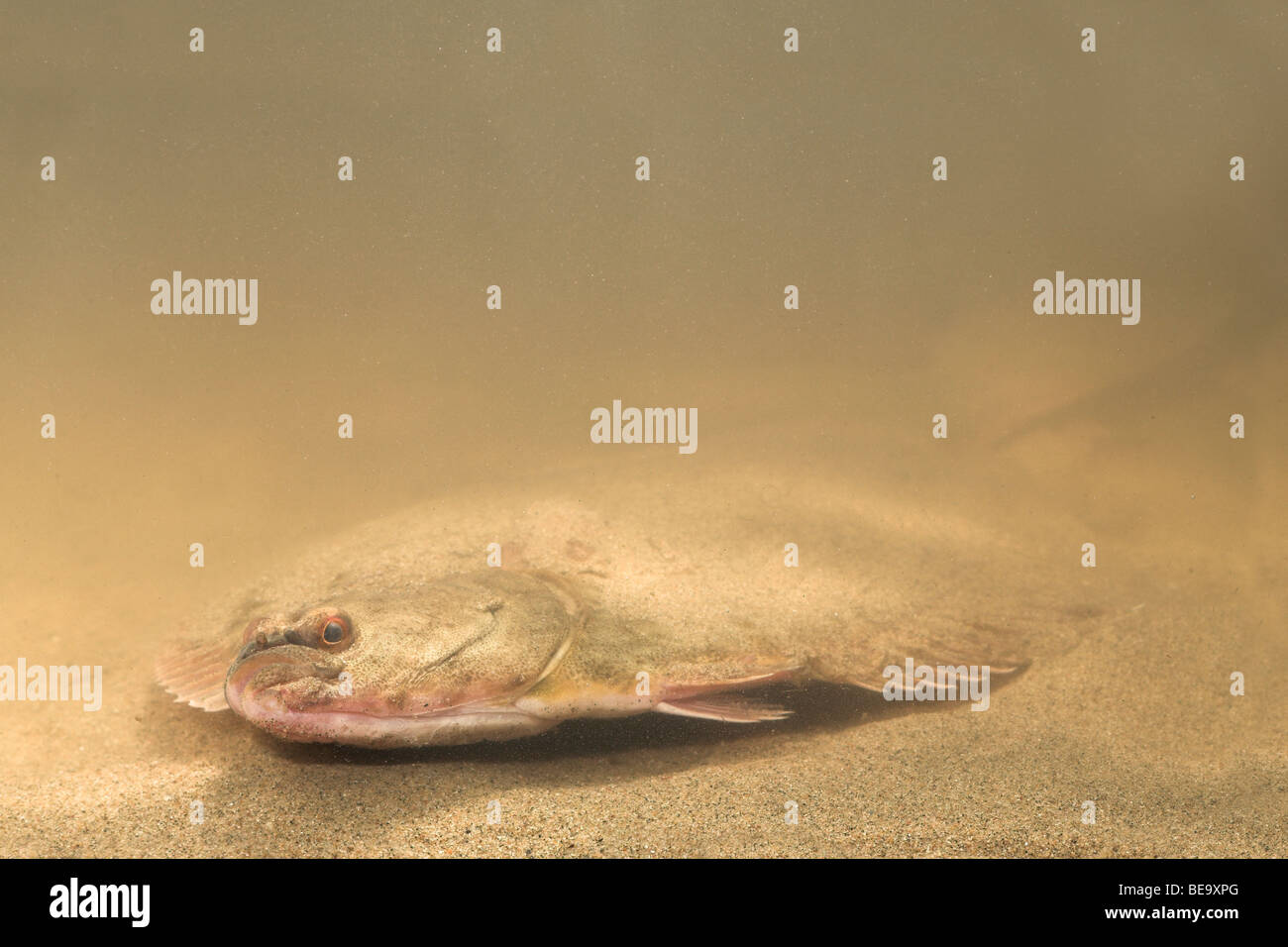 photo of a flounder on a sandy bottom Stock Photo Alamy
