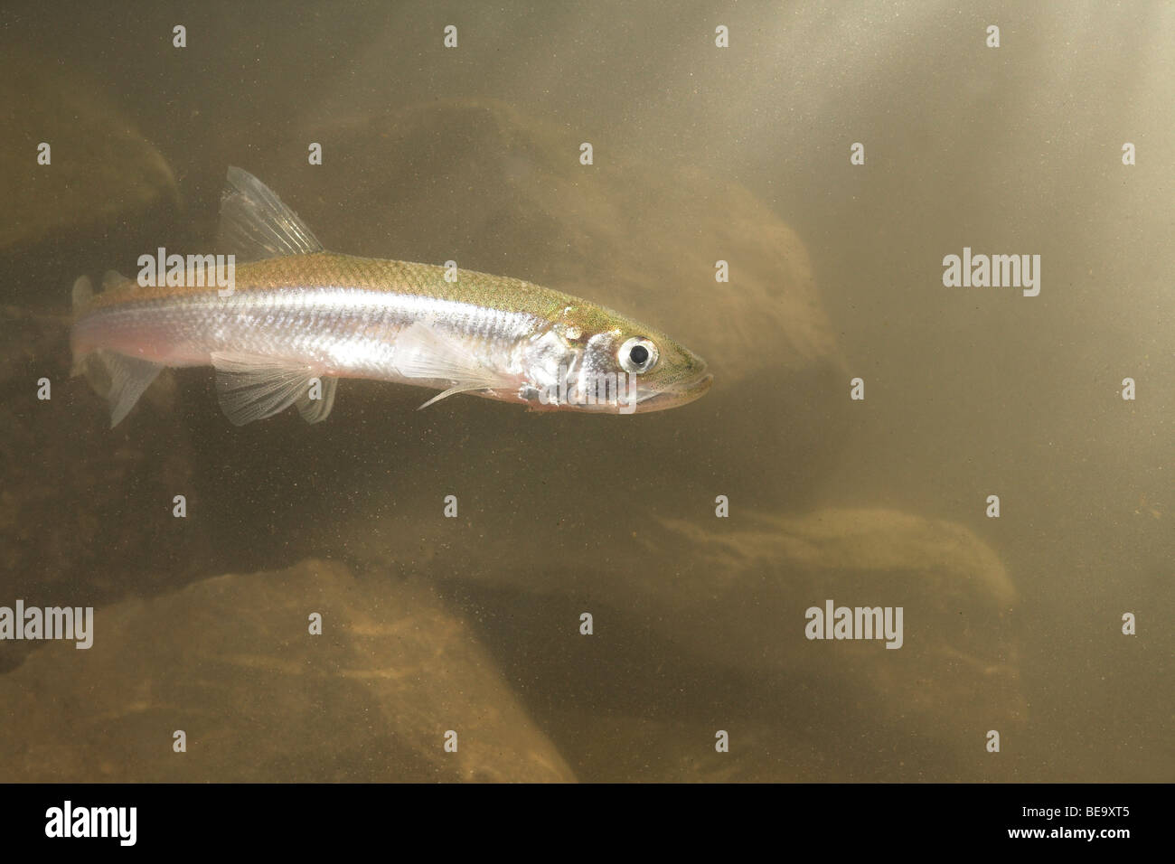 photo of a swimming european smelt in front of rocks with light coming from above. Stock Photo