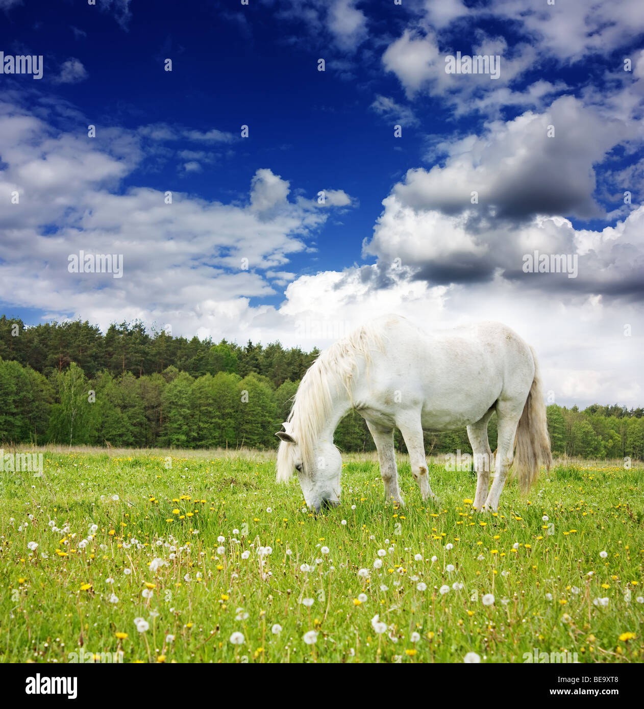 white horse on the meadow Stock Photo - Alamy