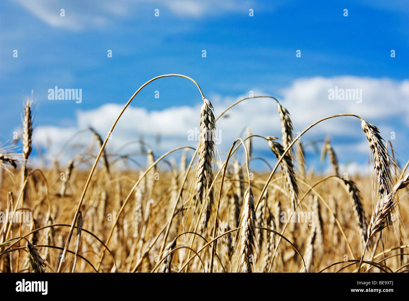 field of ripe wheat Stock Photo