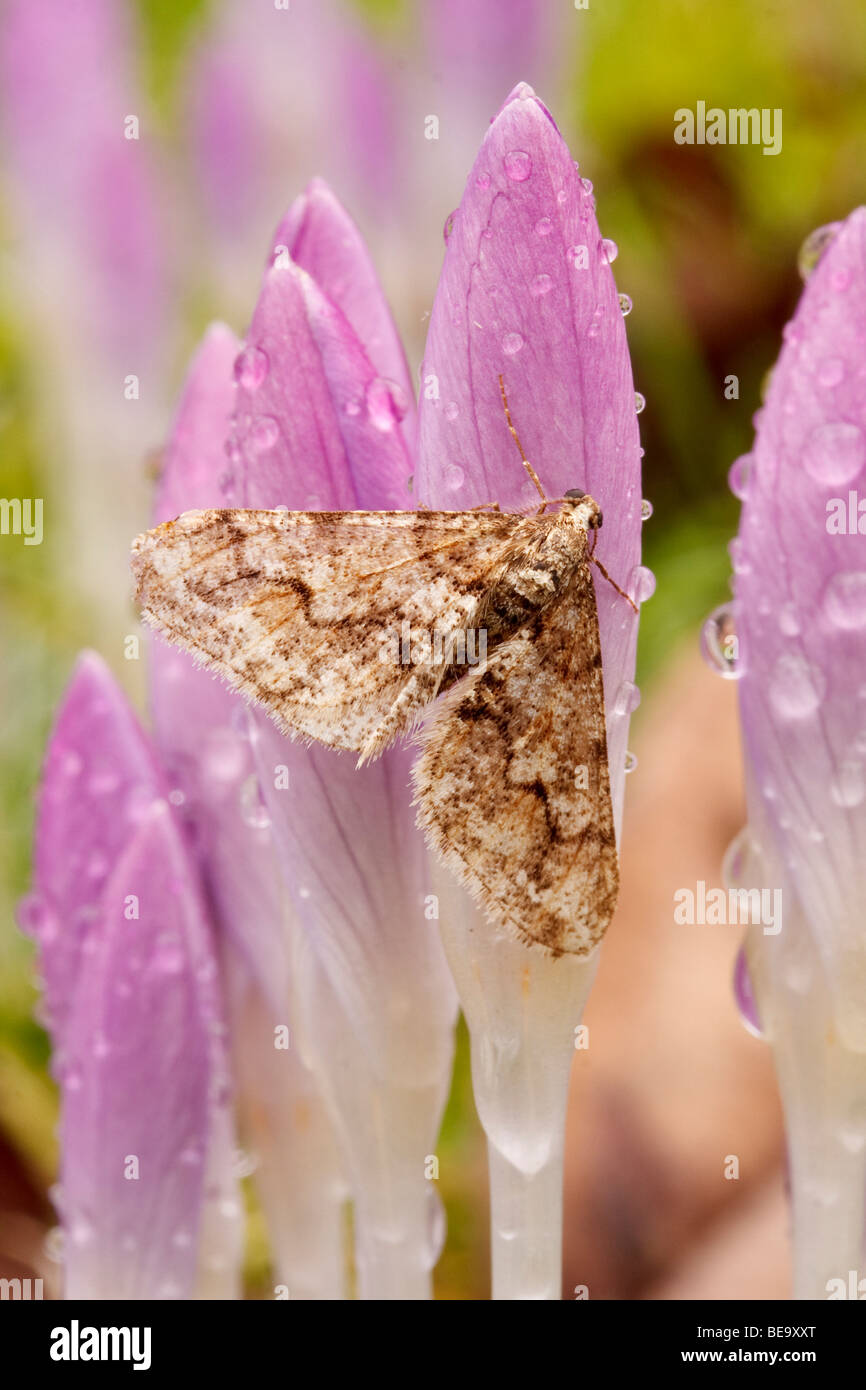 Male Spring Usher (Agriopis leucophaearia) resting on wet Crocuses Stock Photo