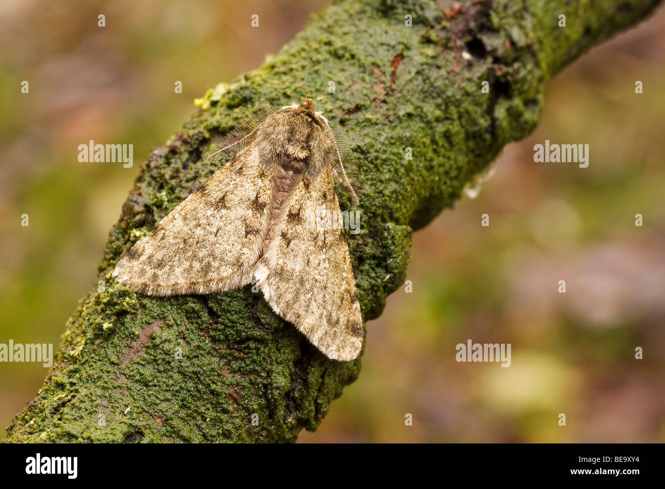 Male  Pale Brindled Beauty (Phigalia pilosaria) resting on the branch of a pear tree (Pyrus communis) Stock Photo