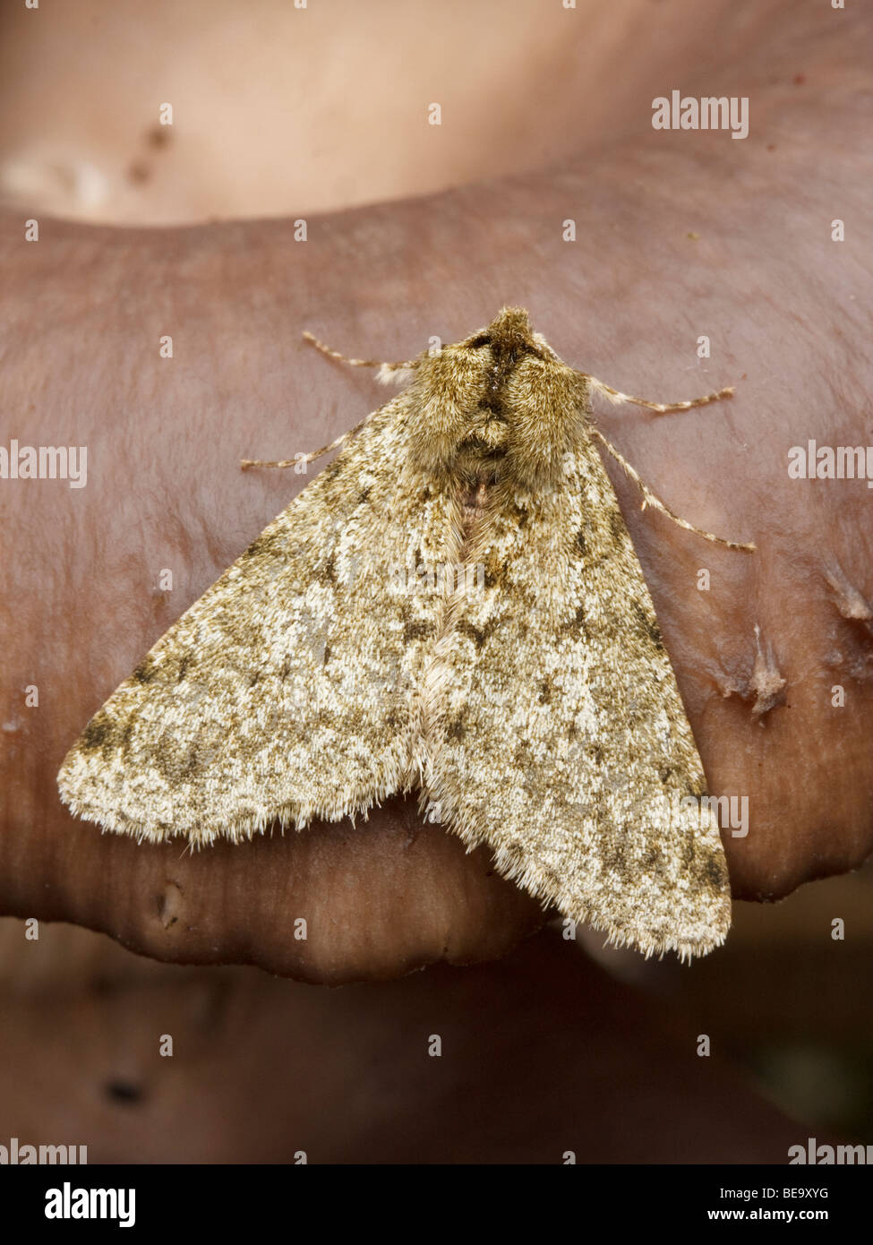 Male  Pale Brindled Beauty (Phigalia pilosaria) resting on the fruiting body of an Oyster Mushroom Stock Photo