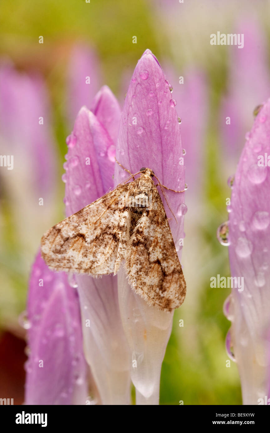 Male Spring Usher (Agriopis leucophaearia) resting on wet Crocuses Stock Photo