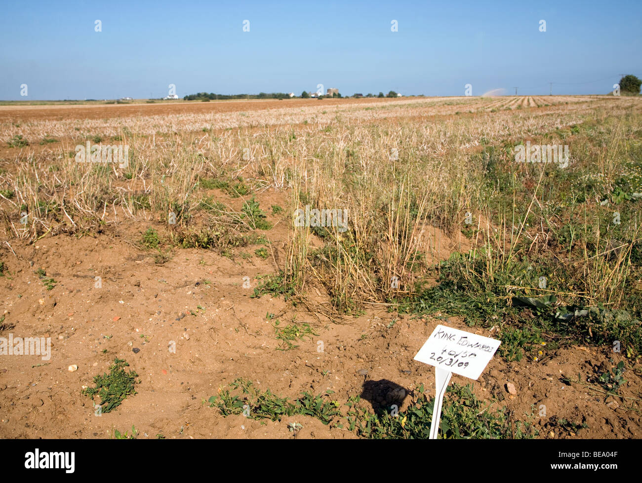 King Edwards potatoes growing in a field, Hollesley, Suffolk, England