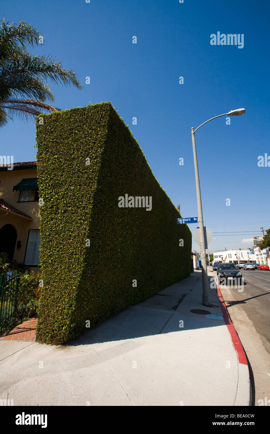 Gigantic Hedge, Los Angeles County, California, United States of America Stock Photo