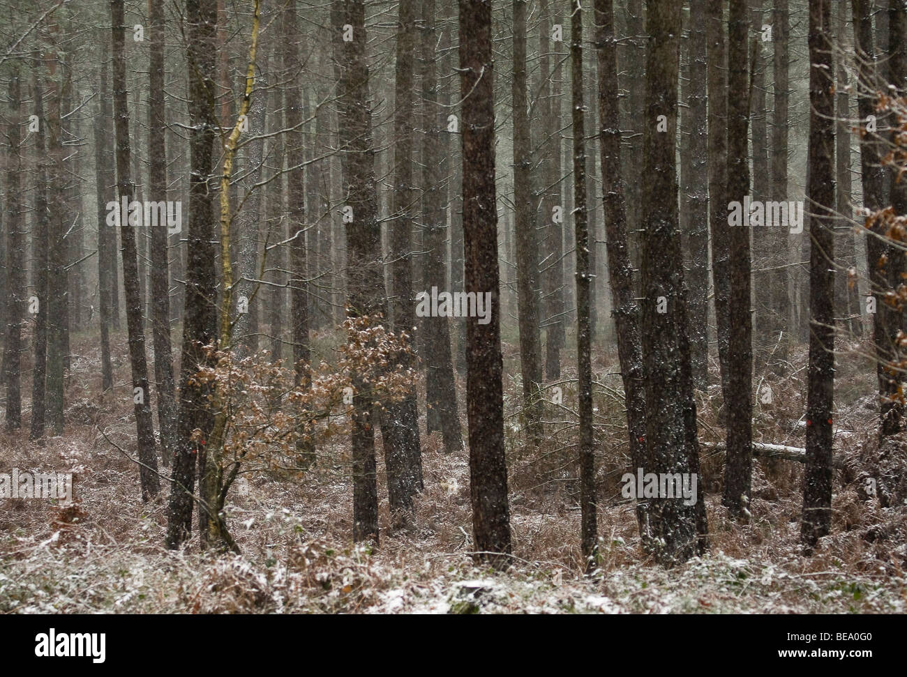 Vrolijke sneeuwpop - Eenvoudig schilderen op nummer voor kinderen -  Schilderen op nummer winkel, image size:1300x971