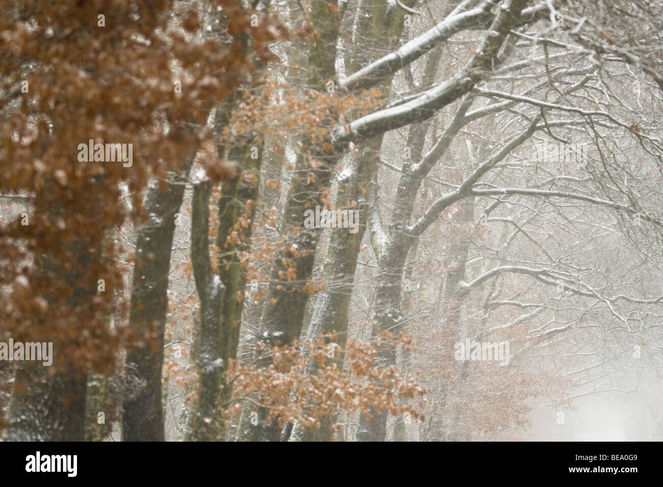 Rudolph the Red-Nosed Reindeer | Download en koop vandaag nog - Epic Games  Store, image size:1300x956