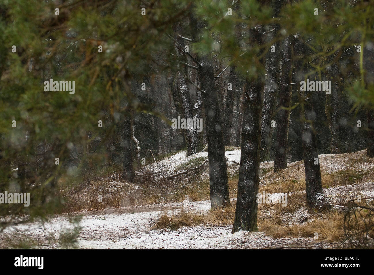 Gratis en aanpasbare winter sjablonen - Canva, image size:1300x956