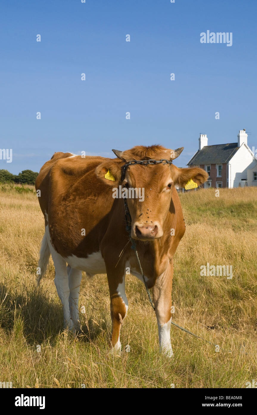 dh Guernsey cow ANIMAL GUERNSEY Tethered golden pedigree Guernsey cow in pastureland field dairy milking cows uk Stock Photo