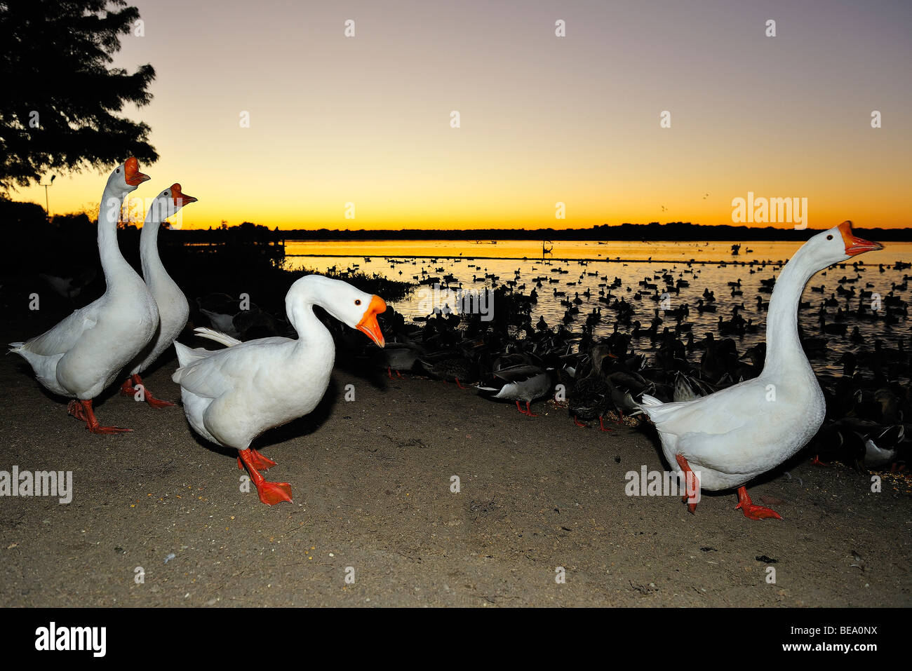 White Goose birds at White Rock Lake, Dallas, Texas Stock Photo Alamy