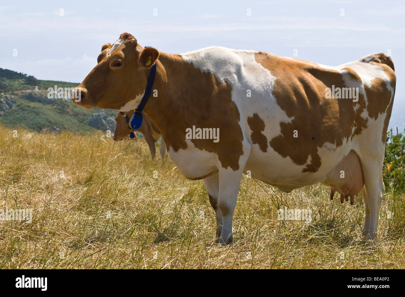 dh Guernsey cow ANIMAL GUERNSEY Brown and white Guernsey cow standing pedigree dairy profile livestock milk cows cattle uk Stock Photo