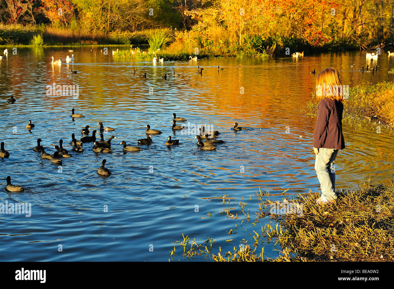 Young girl watching american coot birds hires stock photography and