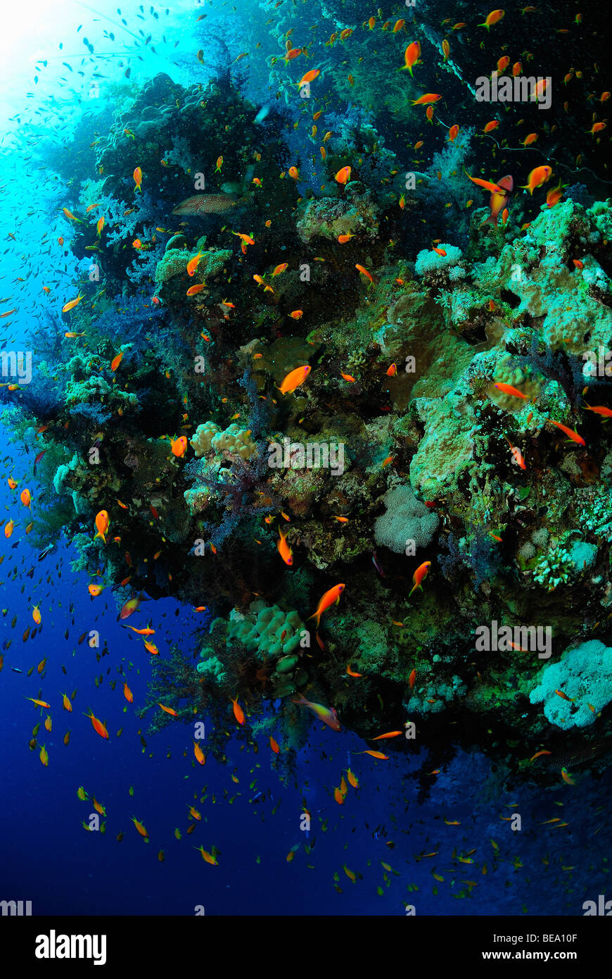 School of scalefin anthias fish over a reef in the Red Sea. Stock Photo