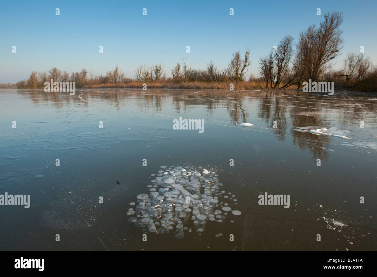 Winter in de aalscholverskolonie in de Oostvaardersplassen. Winter in great cormorant colony. Stock Photo