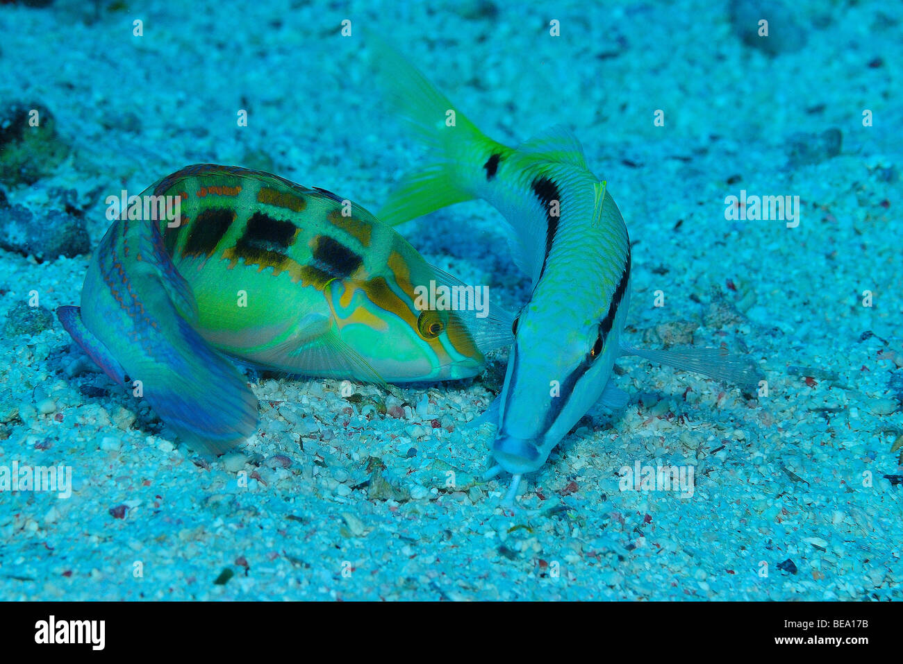 Dash-dot goatfish on the sand in the Red Sea. Stock Photo