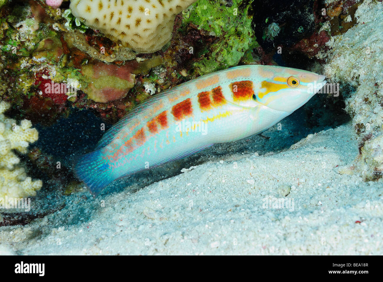 Ornate wrasse fish over a reef in the Red Sea. Stock Photo