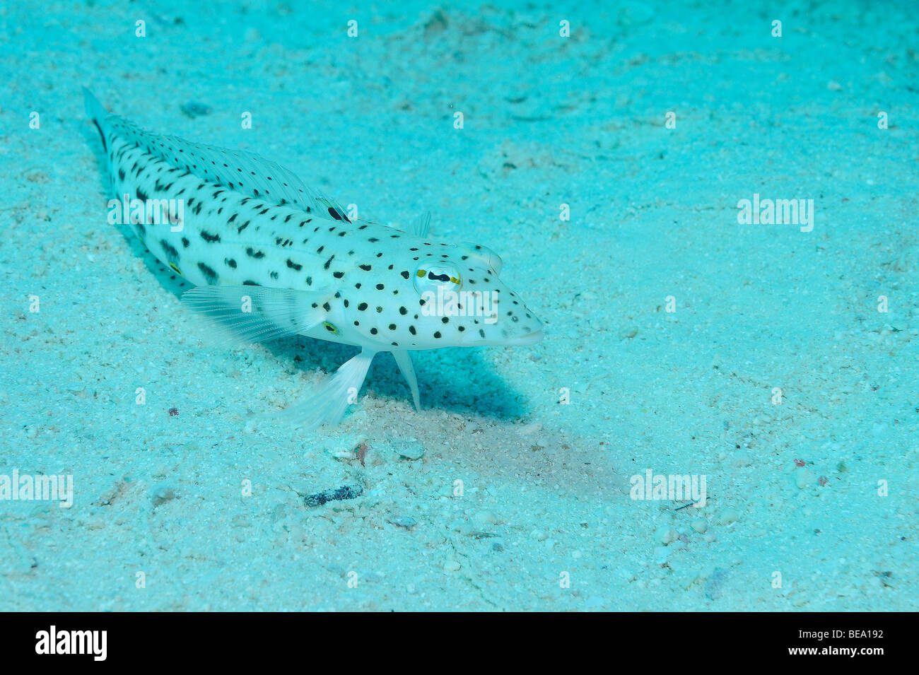 Speckled sandperch fish over a reef in the Red Sea. Stock Photo