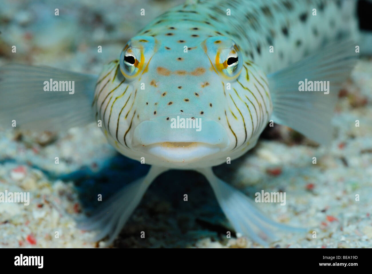 Speckled sandperch fish over a reef in the Red Sea. Stock Photo