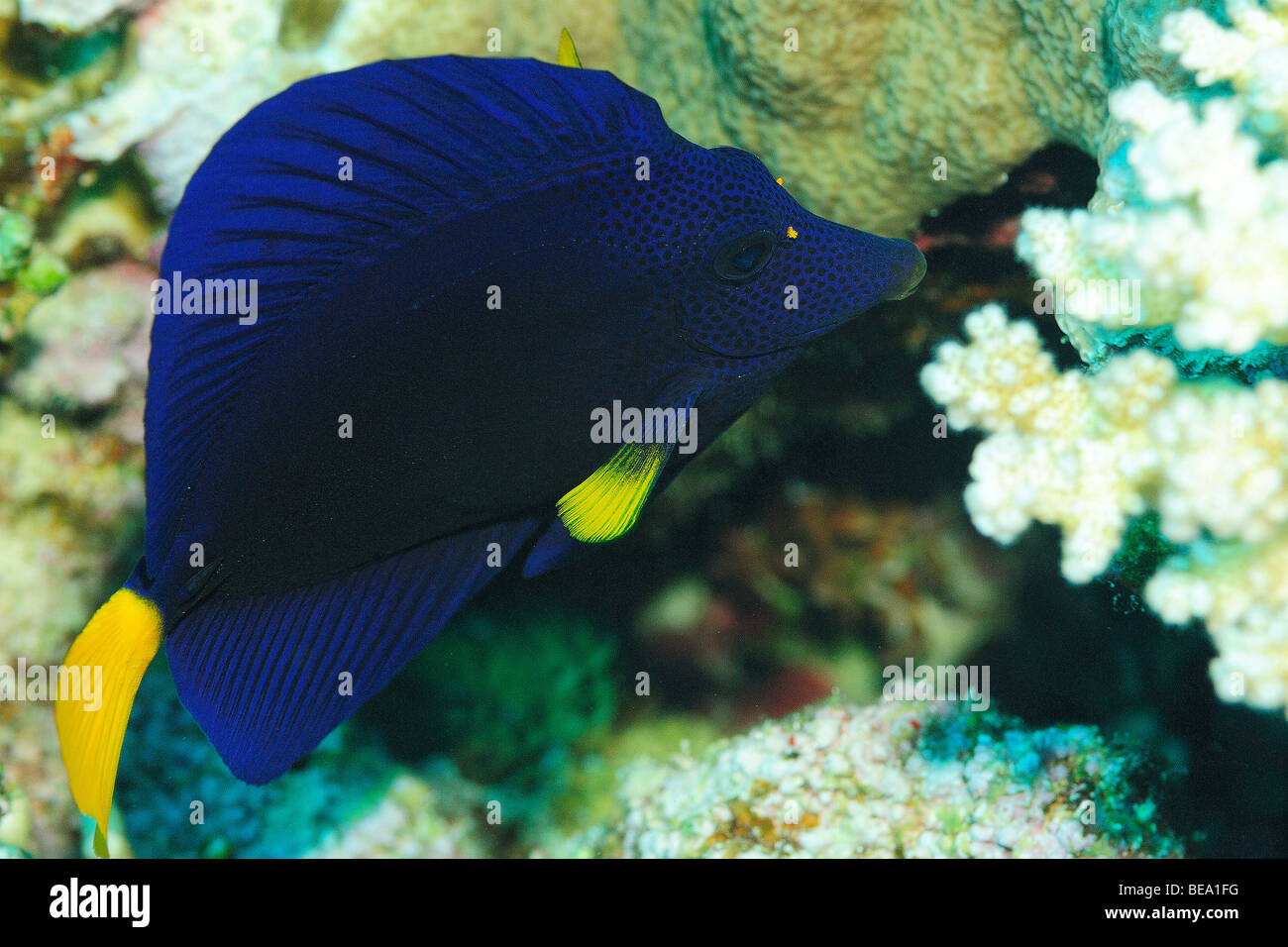 Yellowtail surgeonfish in the Red Sea, Egypt Stock Photo